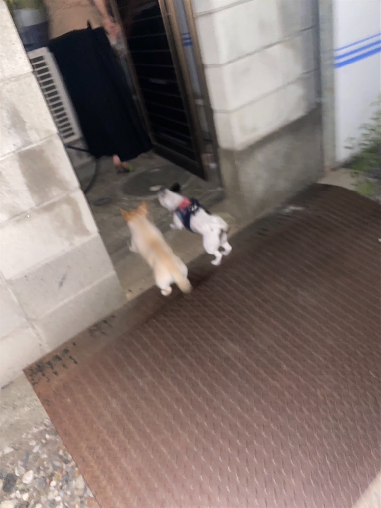 f:id:chihiroukiuki:20220920011742j:image