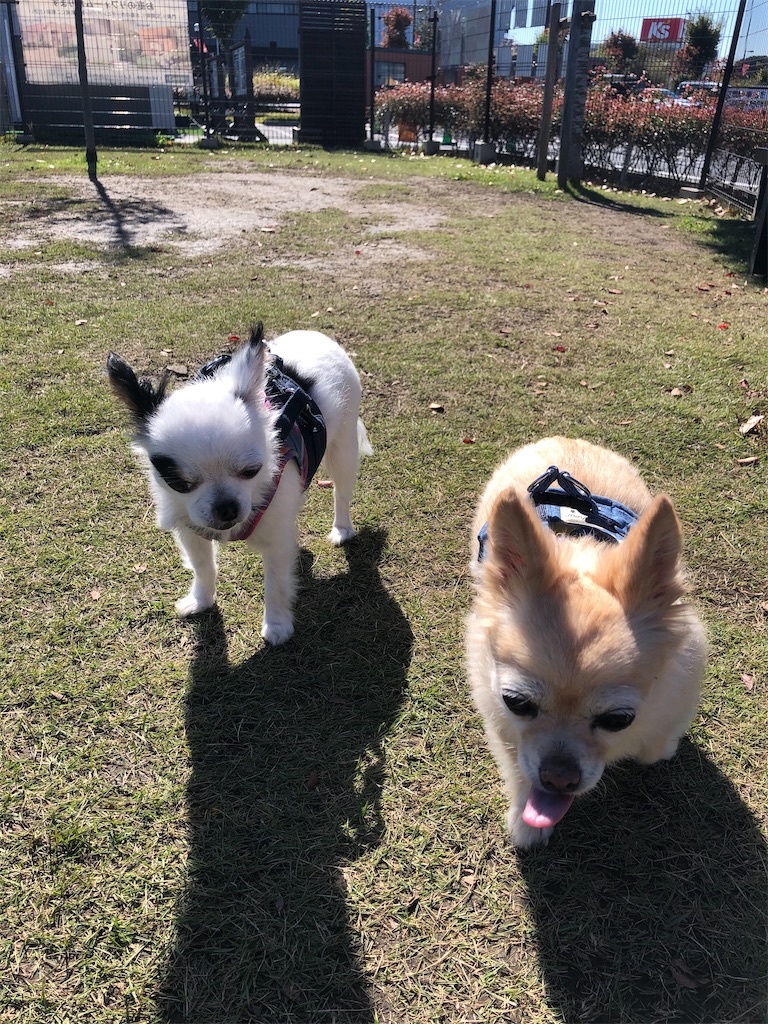 f:id:chihiroukiuki:20221027133920j:image f:id:chihiroukiuki:20221027133920j:image