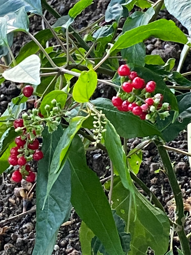 f:id:chihiroukiuki:20221114114024j:image