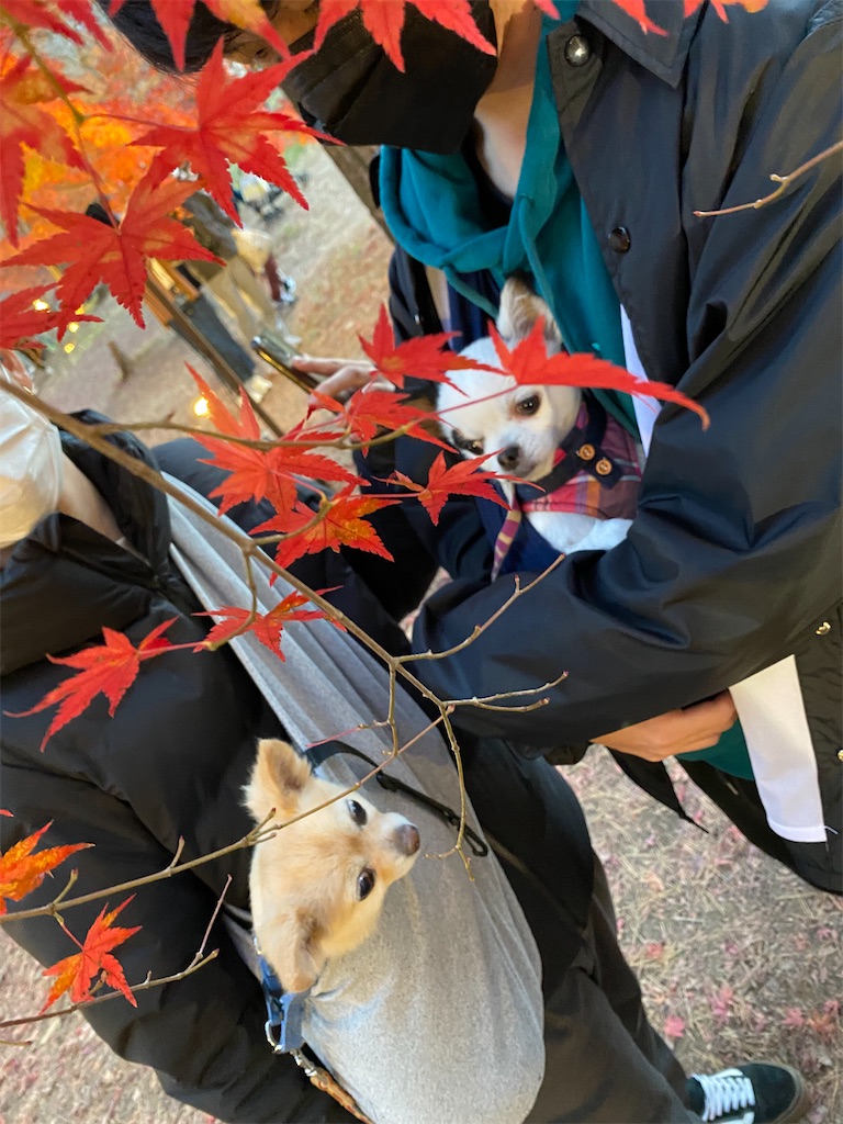 f:id:chihiroukiuki:20221120194020j:image