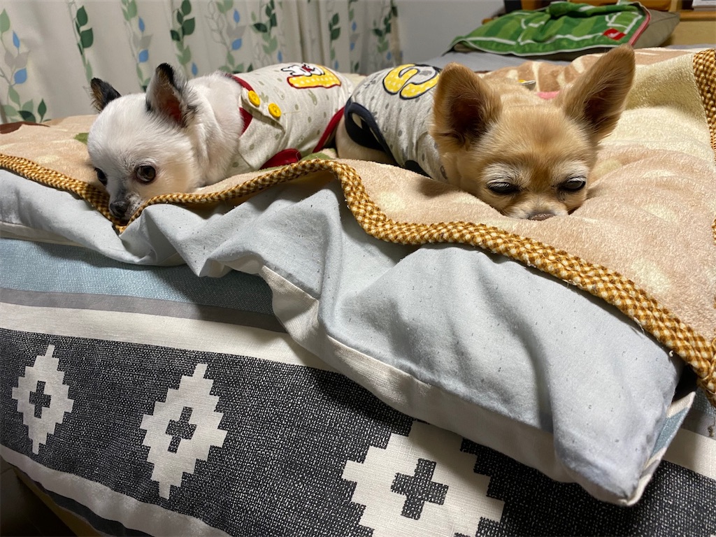 f:id:chihiroukiuki:20221231101352j:image f:id:chihiroukiuki:20221231101352j:image