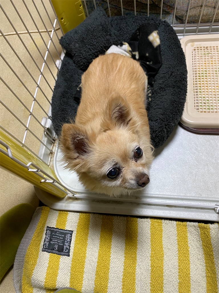 f:id:chihiroukiuki:20230112082738j:image