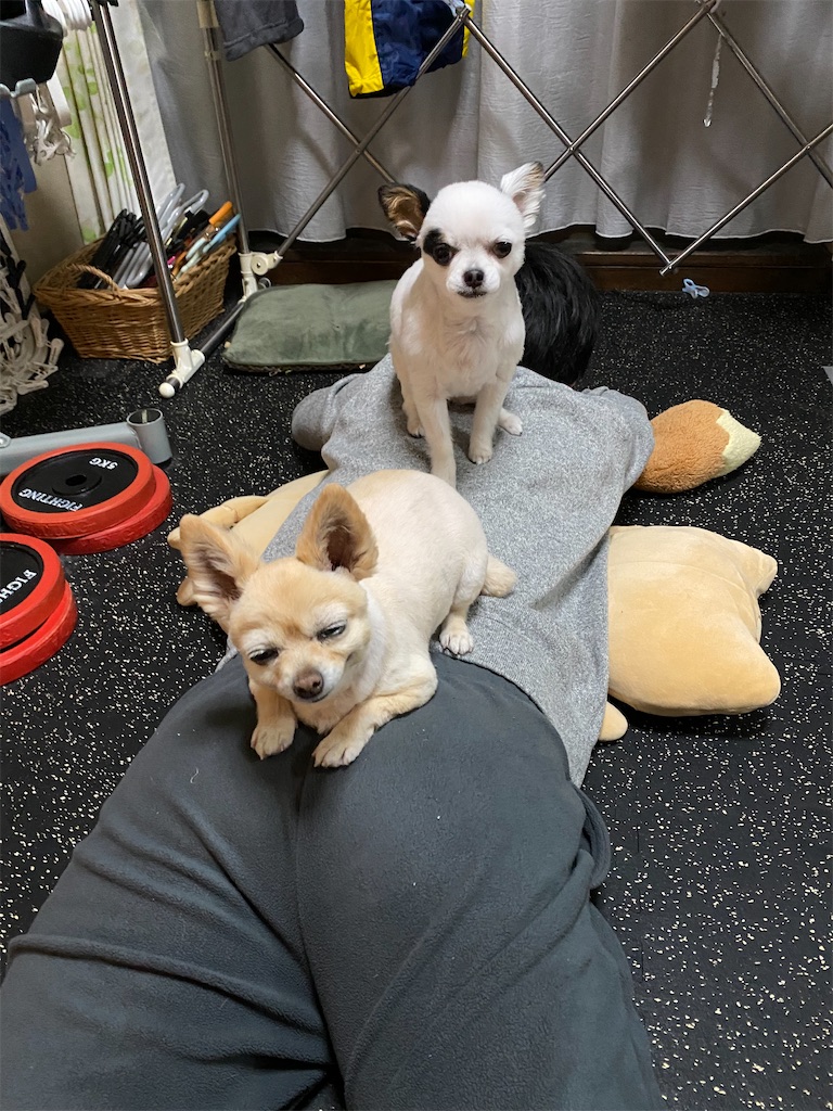 f:id:chihiroukiuki:20230130014118j:image f:id:chihiroukiuki:20230130014118j:image