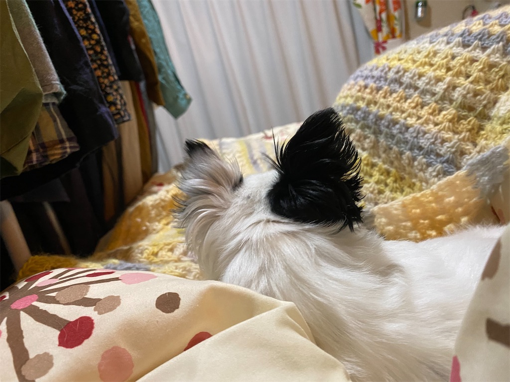 f:id:chihiroukiuki:20230412211818j:image f:id:chihiroukiuki:20230412211818j:image