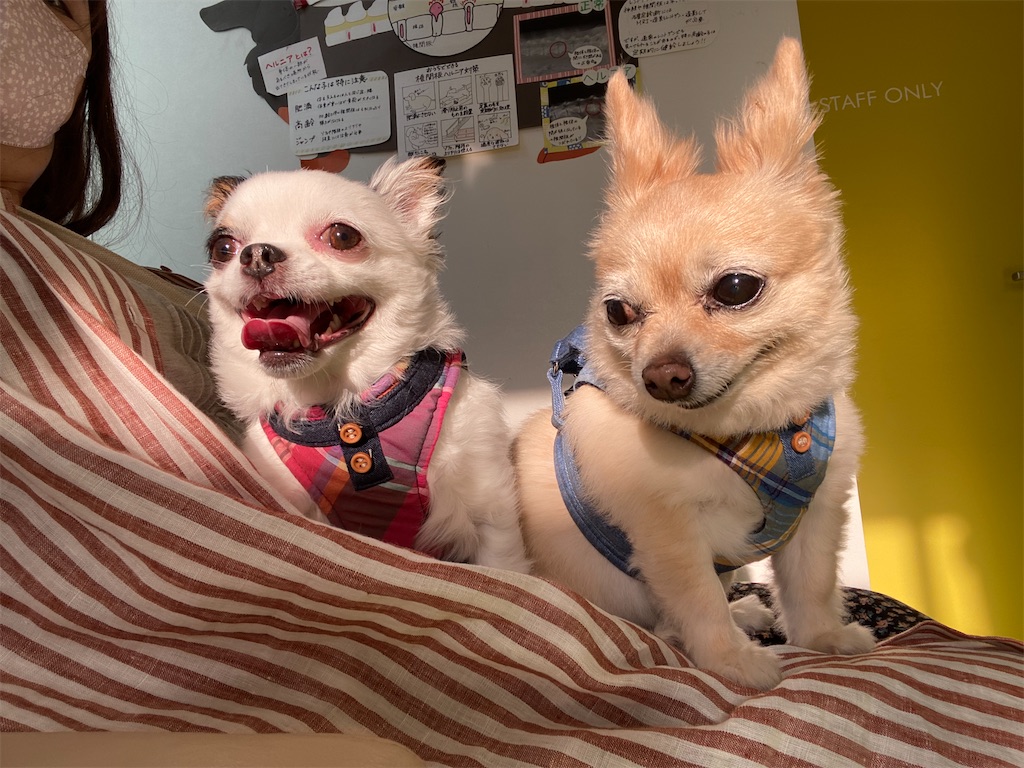 f:id:chihiroukiuki:20230420183706j:image f:id:chihiroukiuki:20230420183706j:image