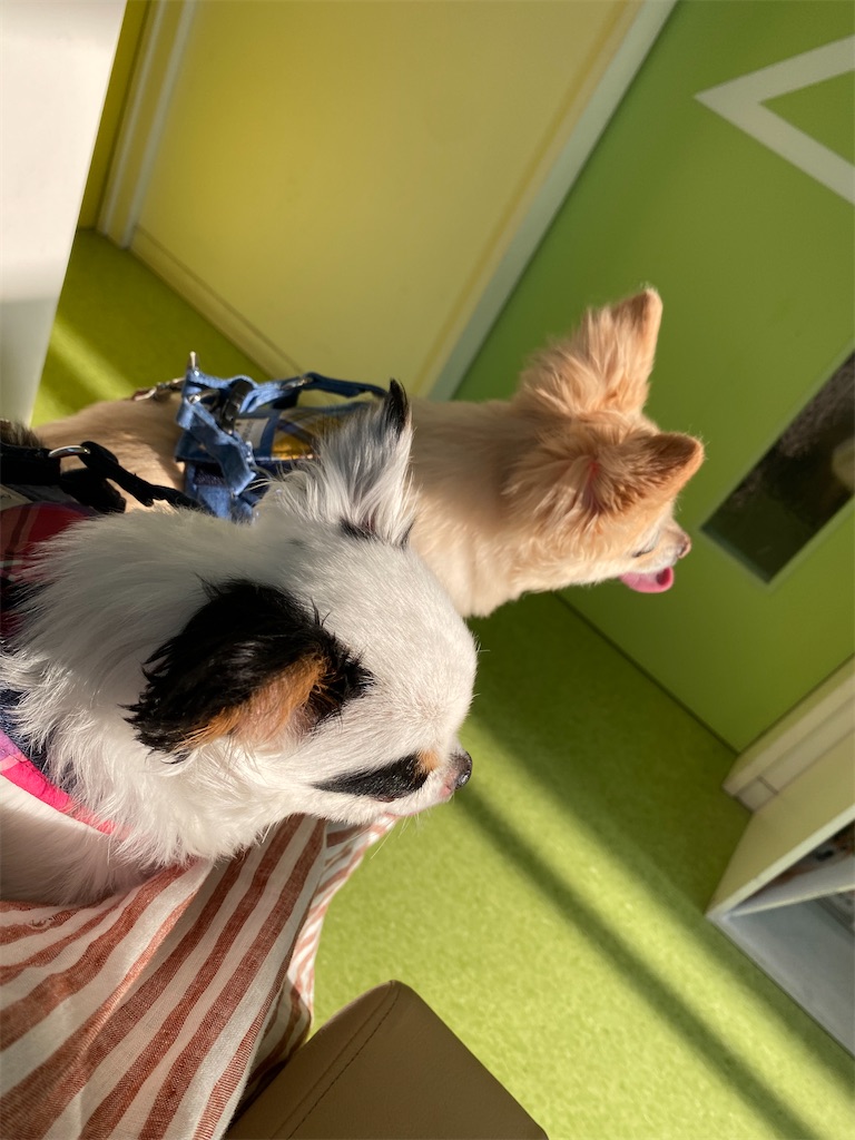 f:id:chihiroukiuki:20230420183740j:image f:id:chihiroukiuki:20230420183740j:image