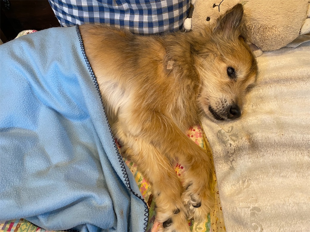 f:id:chihiroukiuki:20230603124631j:image f:id:chihiroukiuki:20230603124631j:image