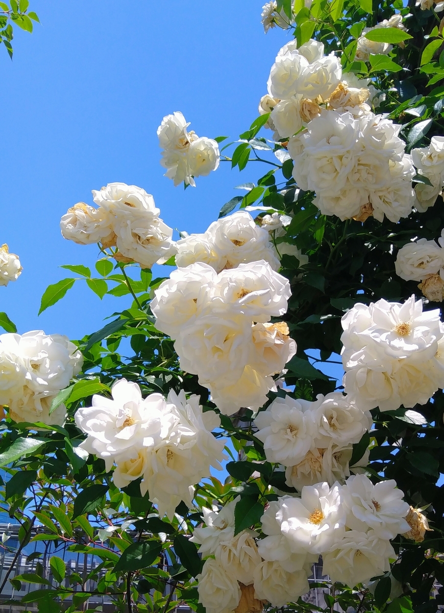 f:id:chihonakajima:20190523191326j:plain f:id:chihonakajima:20190523191326j:plain