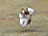 f:id:chihuachin111:20110320203032j:image:left