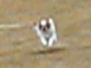 f:id:chihuachin111:20110320203034j:image:left