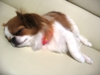 f:id:chihuachin111:20110320204023j:image:left