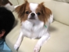 f:id:chihuachin111:20110320205546j:image:left