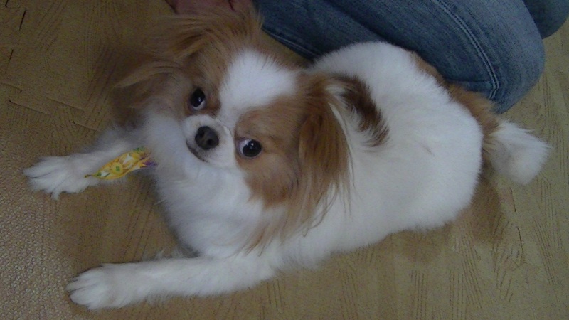 f:id:chihuachin111:20120408205018j:image:w360