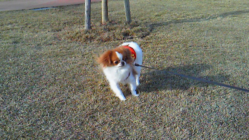 f:id:chihuachin111:20120408205021j:image:w360