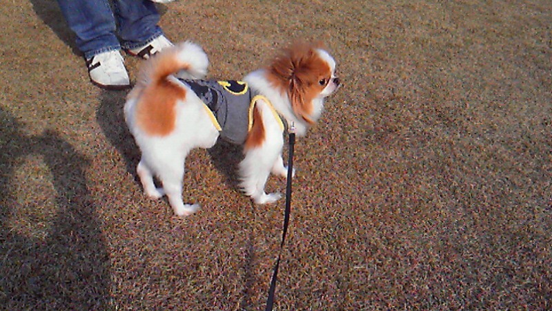 f:id:chihuachin111:20120408205022j:image:w360