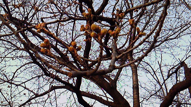 f:id:chihuachin111:20120408205023j:image:w360
