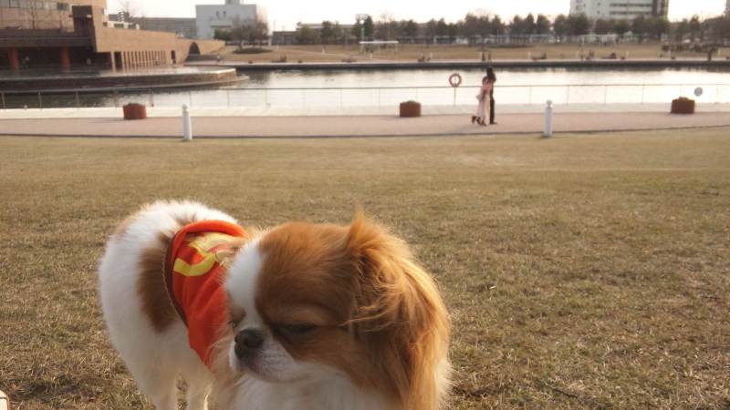 f:id:chihuachin111:20120408205036j:image:w360