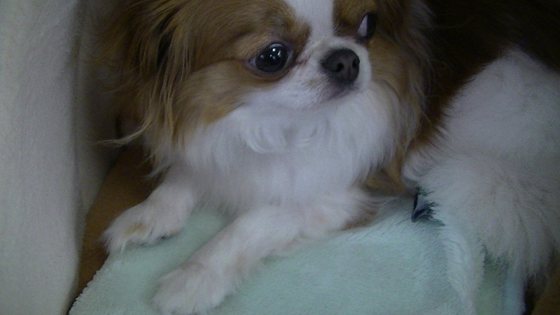 f:id:chihuachin111:20120408205038j:image:w360
