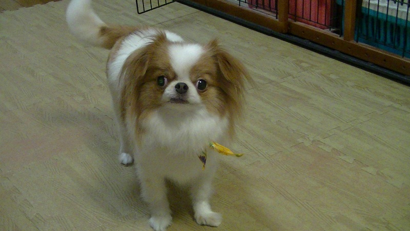 f:id:chihuachin111:20120408205039j:image:w360