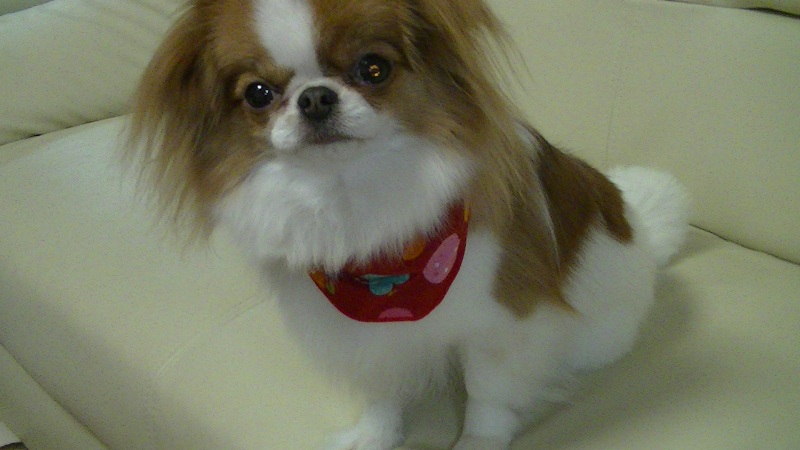 f:id:chihuachin111:20120408205040j:image:w360