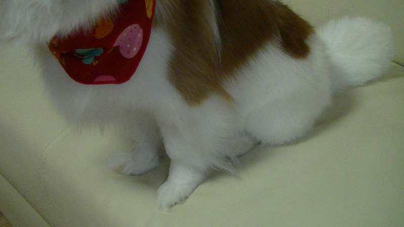 f:id:chihuachin111:20120408205041j:image:w360