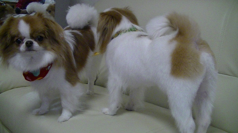 f:id:chihuachin111:20120408205042j:image:w360