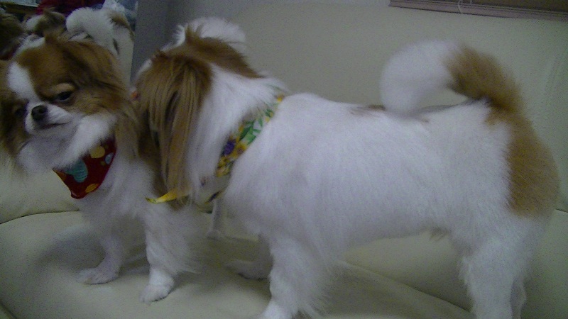 f:id:chihuachin111:20120408205043j:image:w360