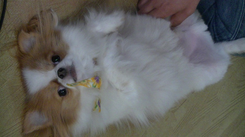 f:id:chihuachin111:20120408205044j:image:w360