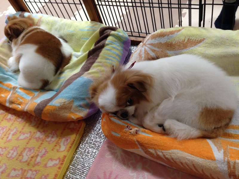 f:id:chihuachin111:20160111235320j:image