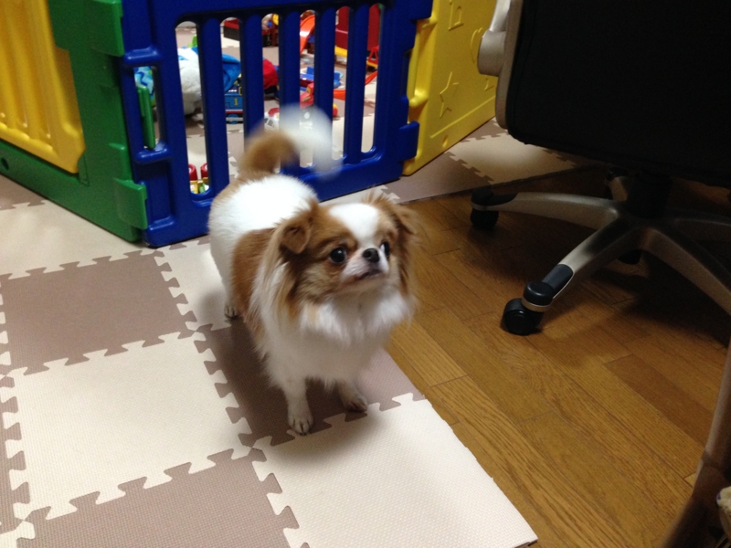 f:id:chihuachin111:20160111235337j:image