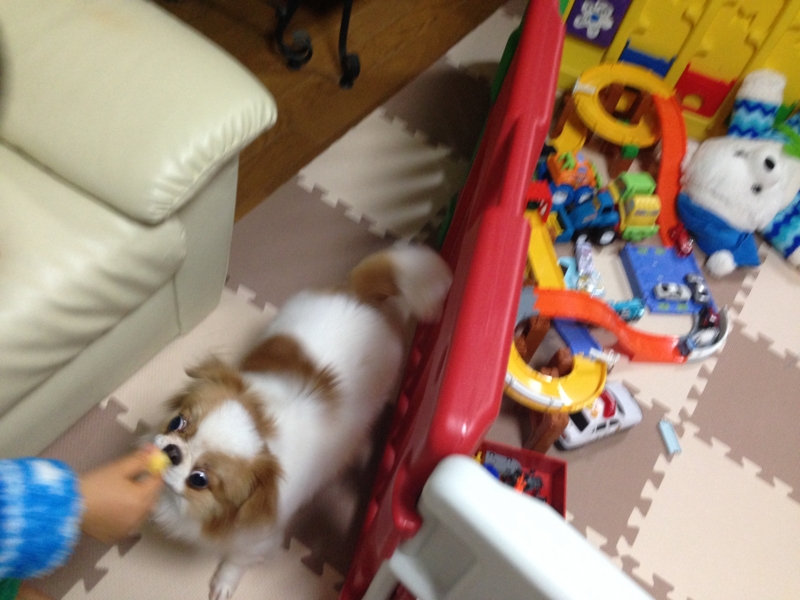 f:id:chihuachin111:20160111235351j:image