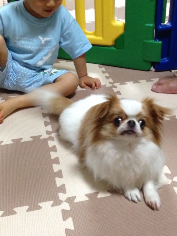 f:id:chihuachin111:20160615224754j:image