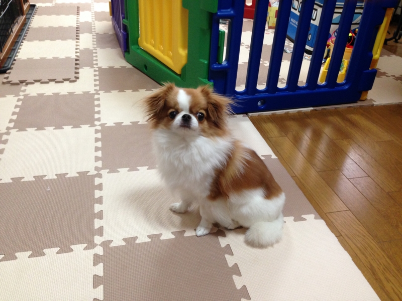 f:id:chihuachin111:20160615224801j:image
