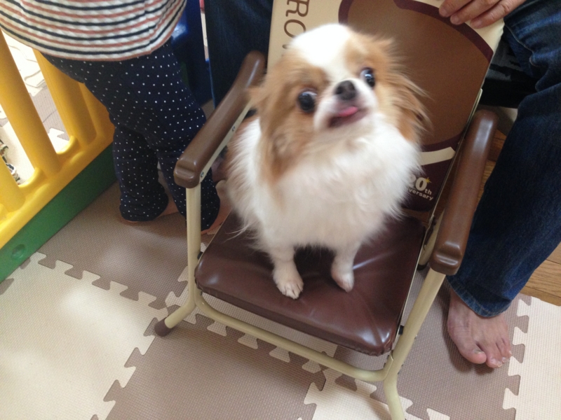 f:id:chihuachin111:20170103221502j:image