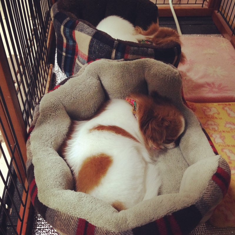 f:id:chihuachin111:20170103221516j:image