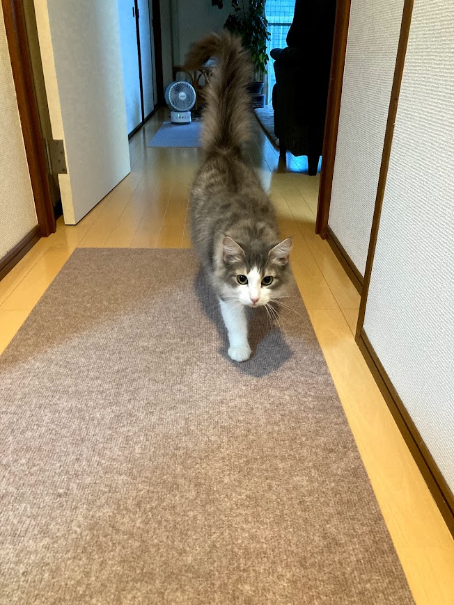 f:id:chii-chama194:20210924200151j:plain