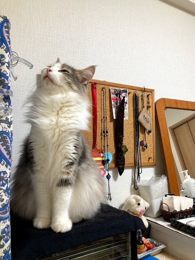 f:id:chii-chama194:20210924200255j:plain