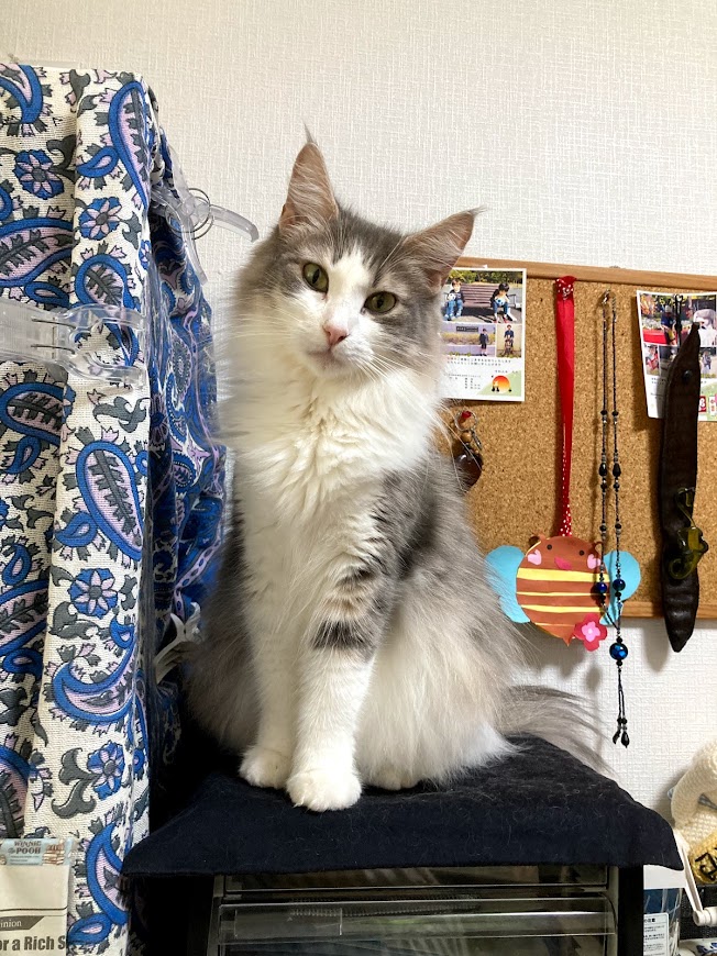 f:id:chii-chama194:20210924201101j:plain