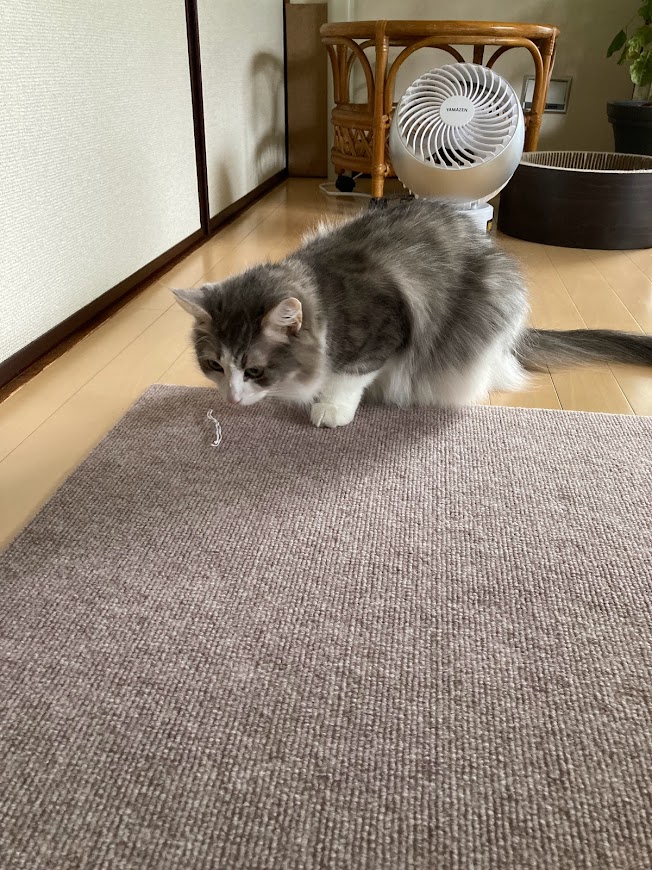 f:id:chii-chama194:20211026192143j:plain