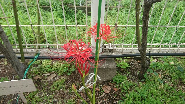 f:id:chiicham:20180917184151j:image f:id:chiicham:20180917184151j:image