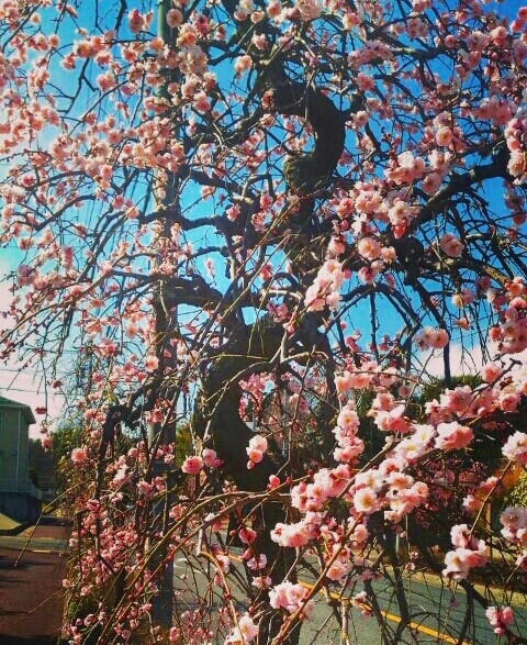 f:id:chiichii5116:20160304213412j:image f:id:chiichii5116:20160304213412j:image