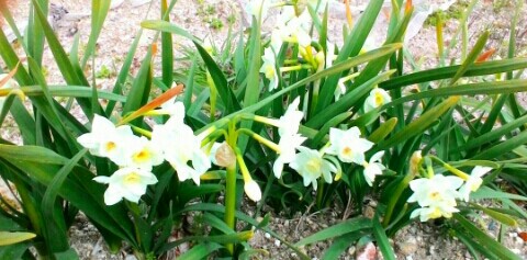 f:id:chiichii5116:20160324002629j:image f:id:chiichii5116:20160324002629j:image