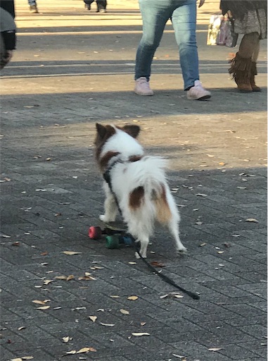 代々木公園ランニング 天才スケボーわんちゃんと再会 ランとらコラム