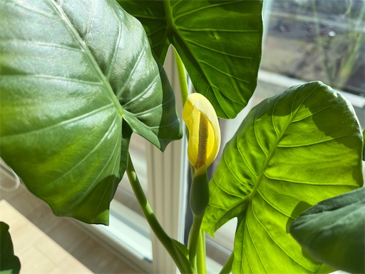 ギフト くわずいも クワズイモ やや白みがかかってきました クワズイモ 植物 観葉植物 Cowboywildrags Com