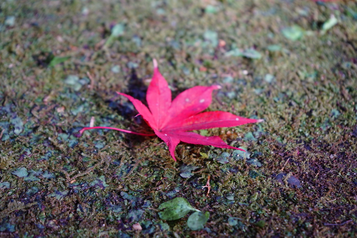 f:id:chiiryo:20201123123635j:plain