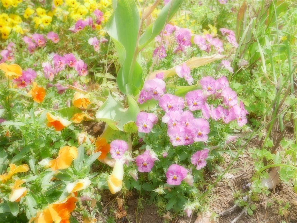 f:id:chiisanajikan2019:20200212133611j:image