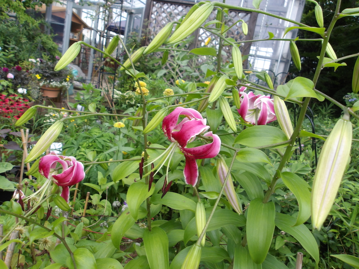 木陰探しルバーブ植え付け - chiisanamoriの日記