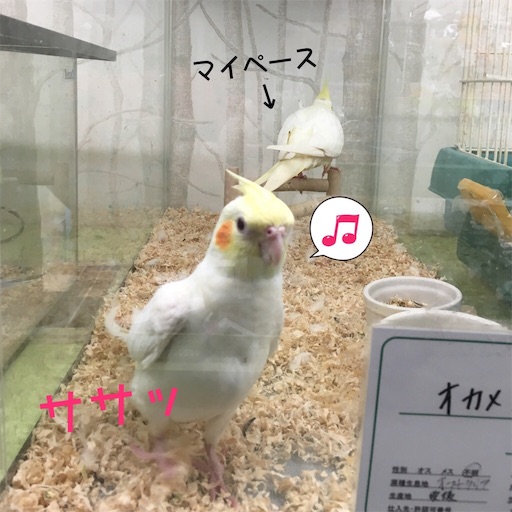 f:id:chiitan7:20170617102718j:image