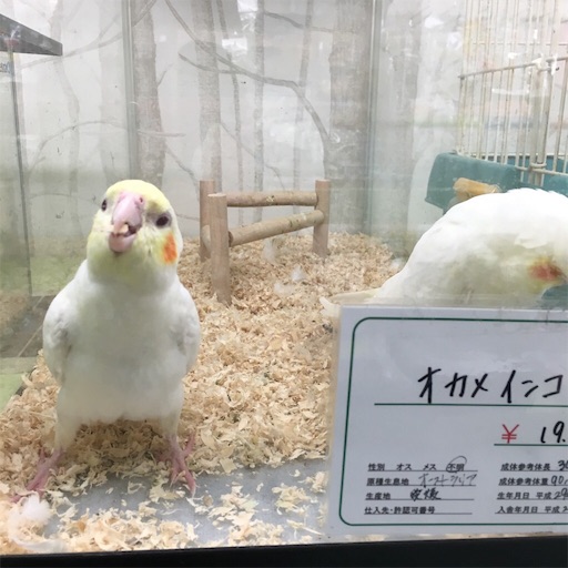 f:id:chiitan7:20170617103537j:image