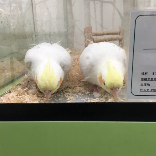 f:id:chiitan7:20170617104806j:image